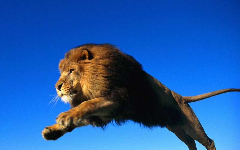 Lion Running in Mid-air