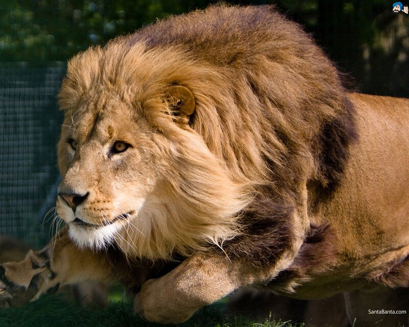 Lion running in motion