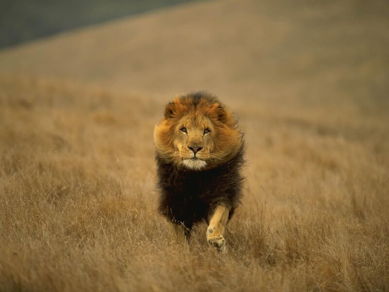 Lion running through grass