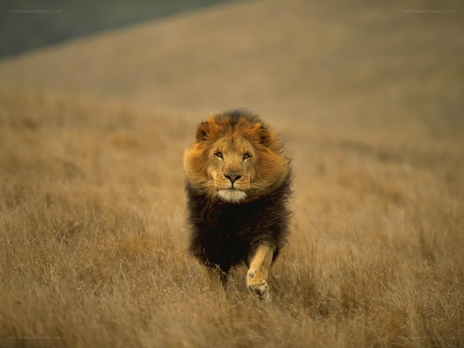 Lion running through grass