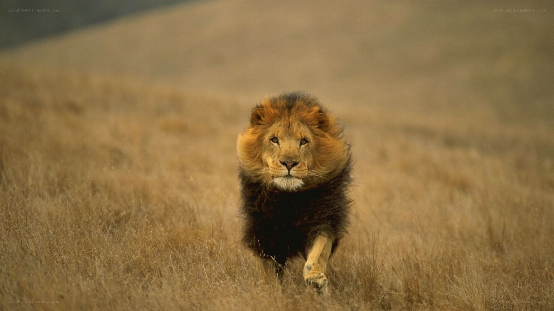 Lion running through grass