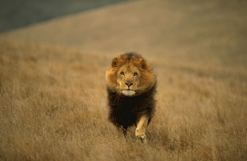 Lion running through grassland