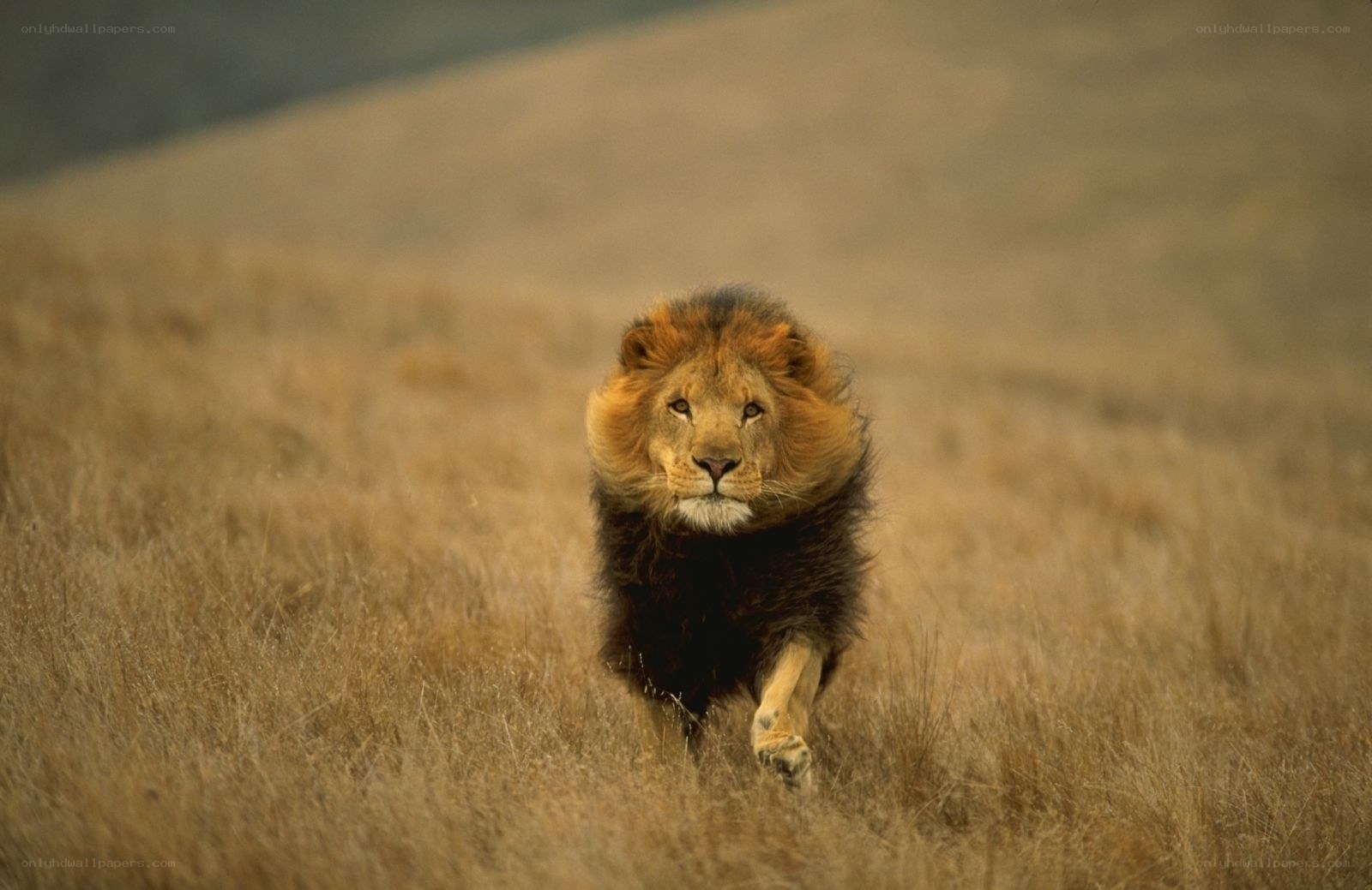 Lion running through grassland