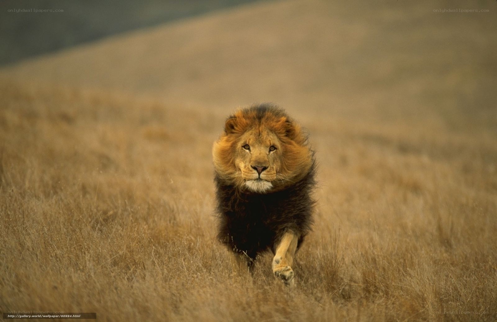 Lion running through grassland