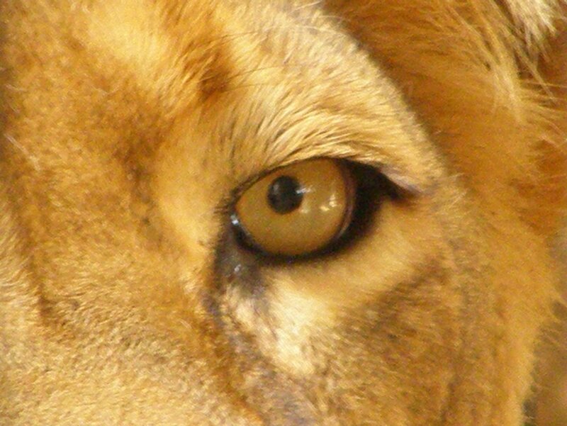 Lion's Eye Close-up