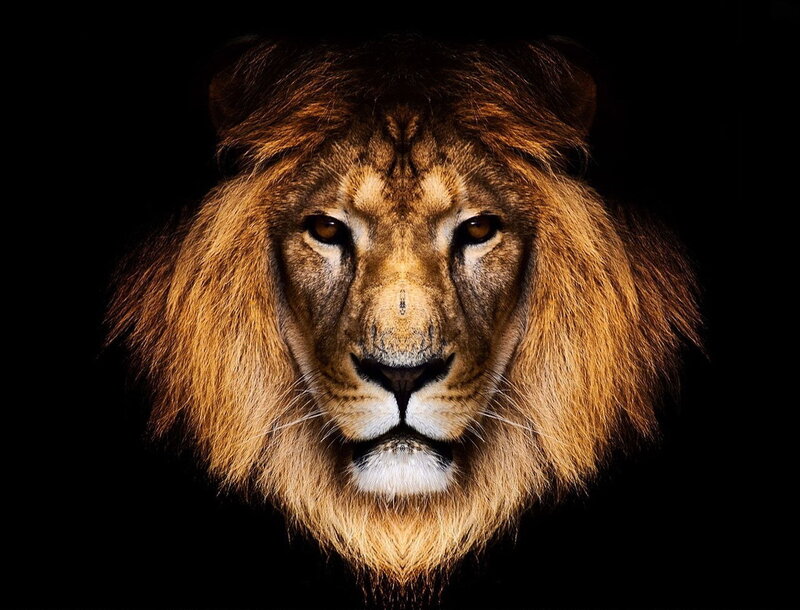 Lion's majestic face