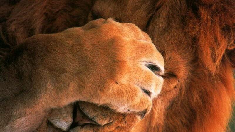 Lion's Paw and Mane