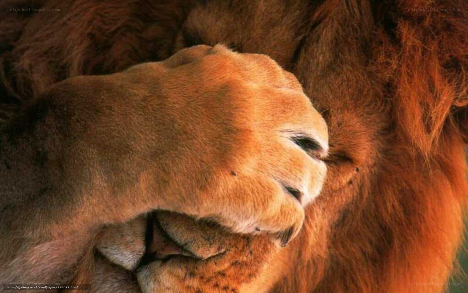 Lion's Paw Close-Up