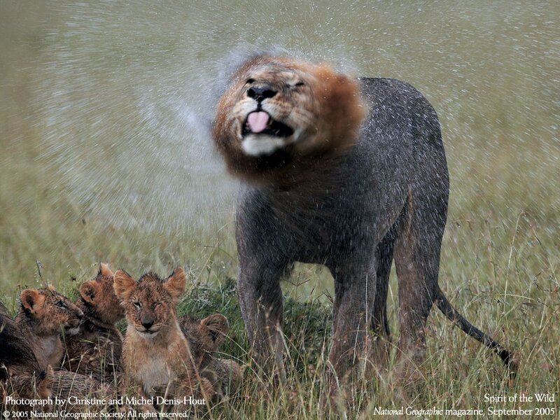 Lion shaking off water