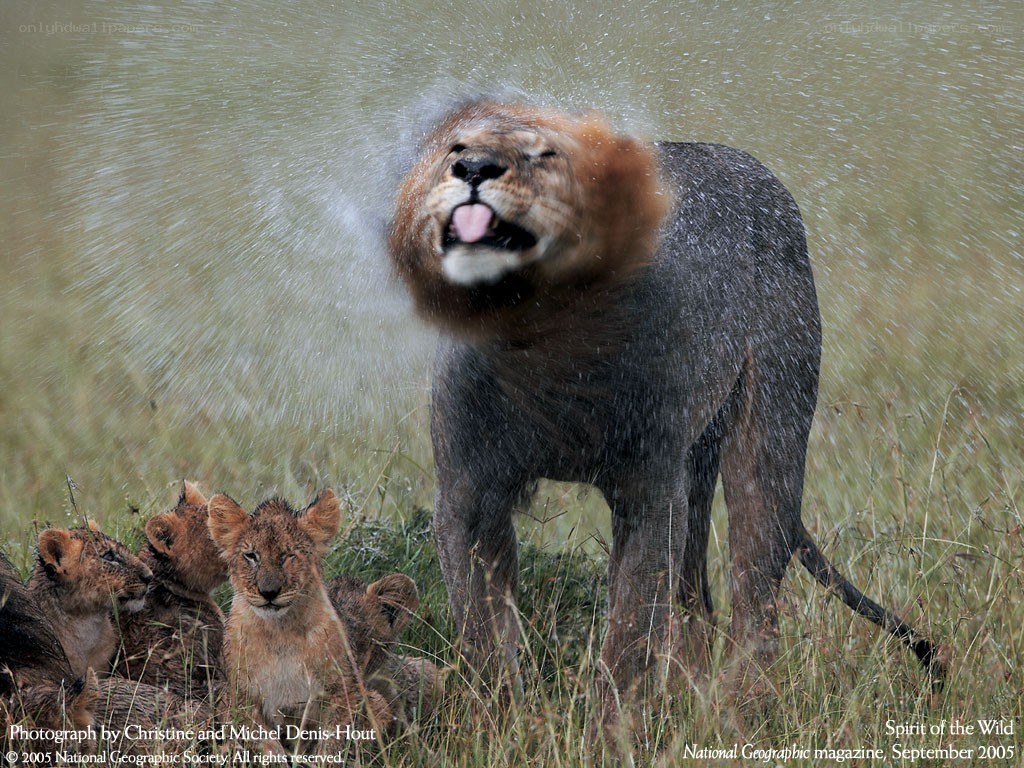 Lion shaking off water