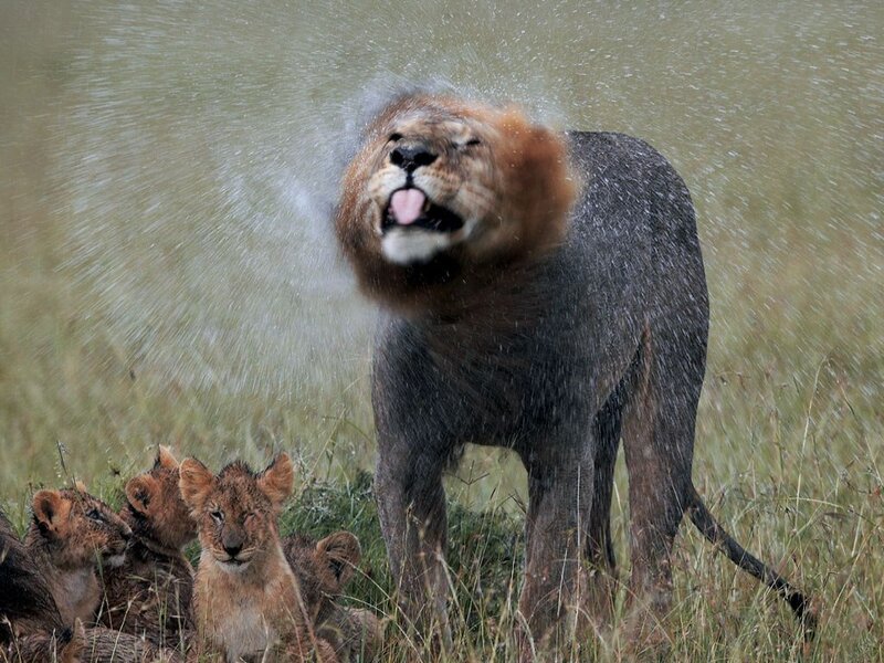 Lion Shaking Water