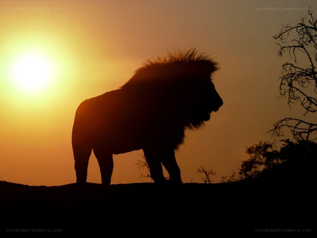 Lion silhouette at sunset