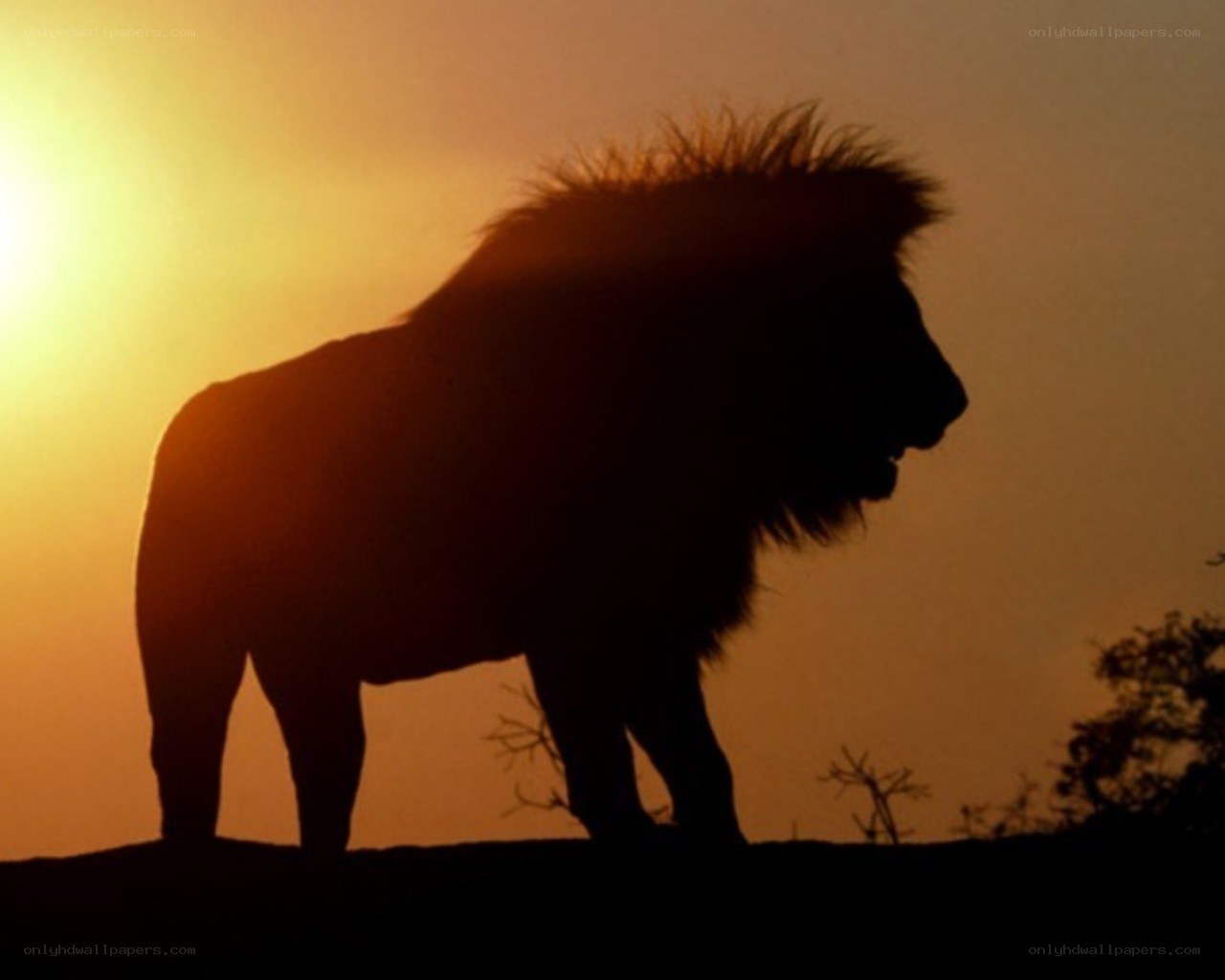 Lion silhouette at sunset