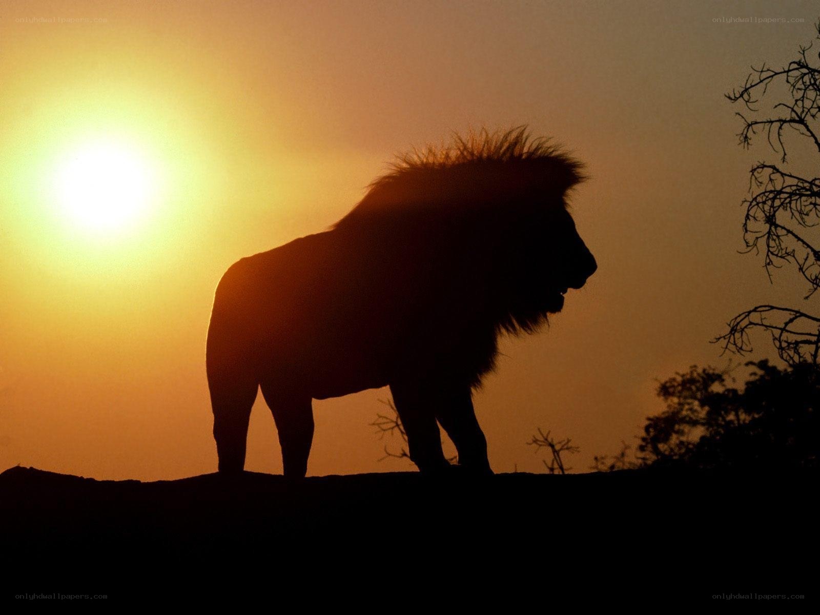 lion silhouette at sunset