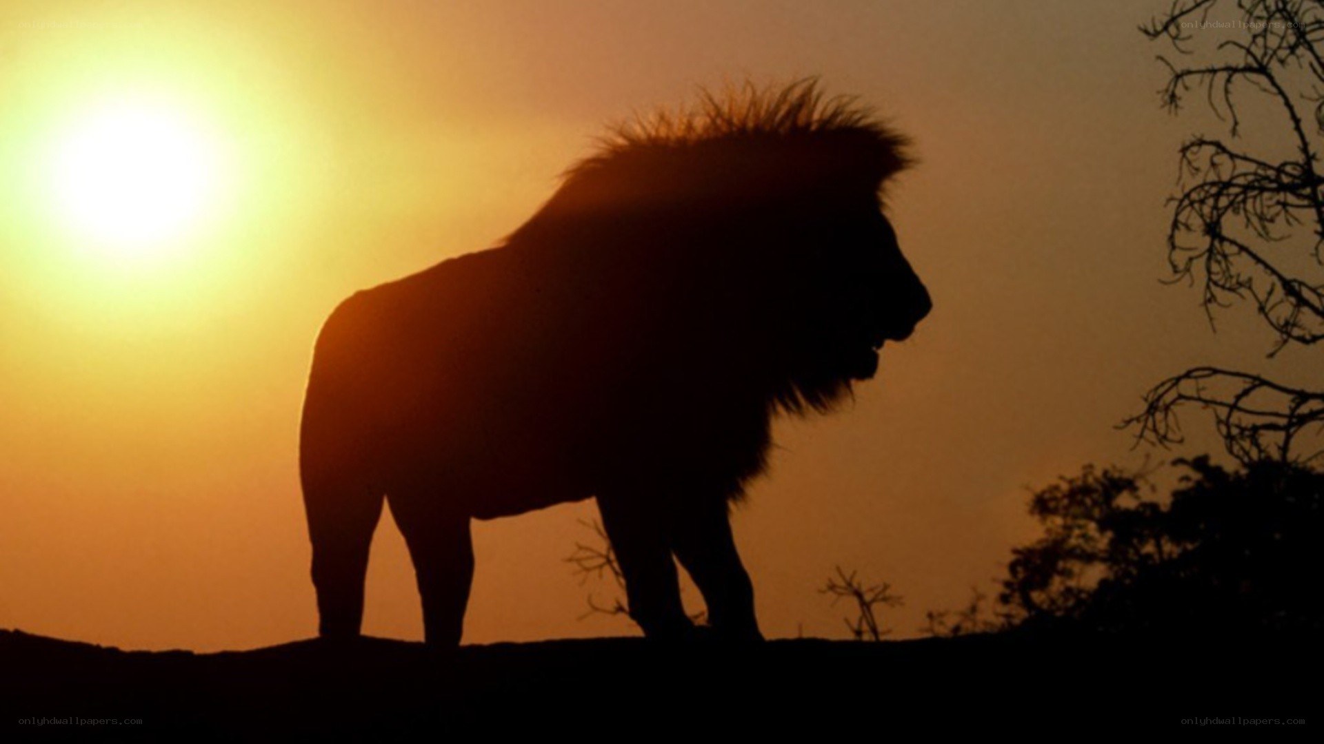 Lion silhouette at sunset