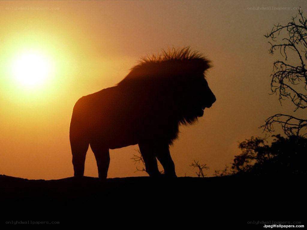 Lion silhouette at sunset