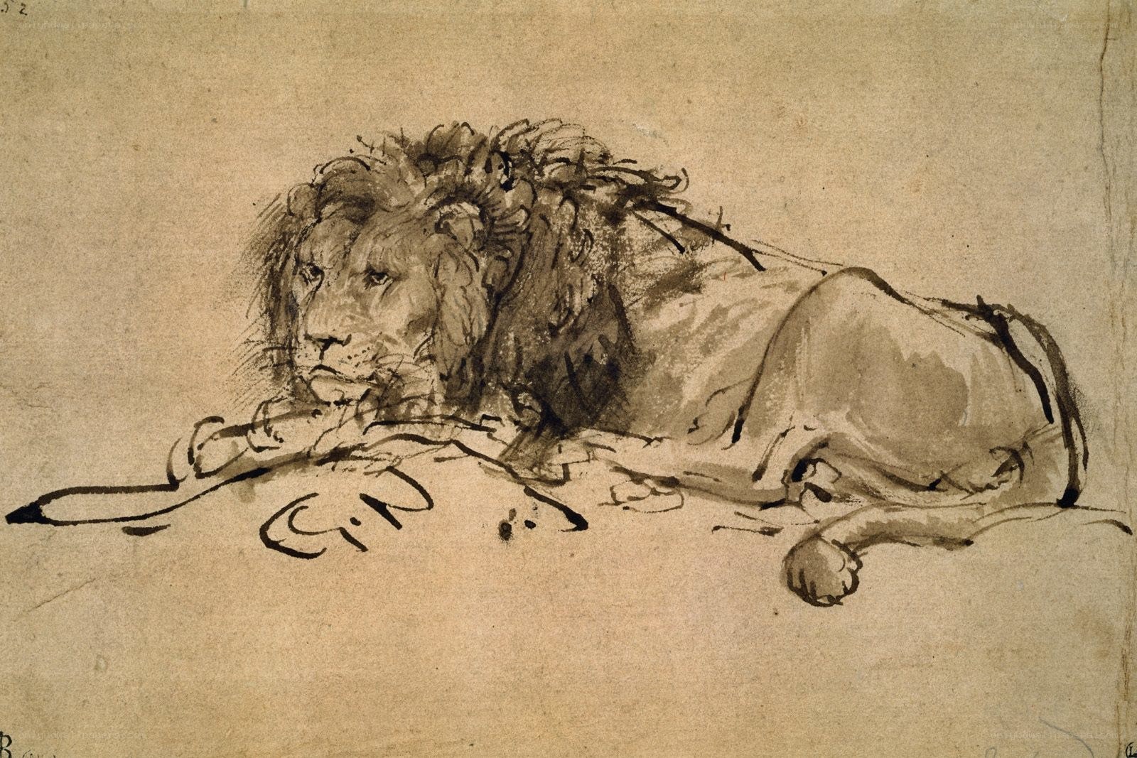 Lion sketch on paper