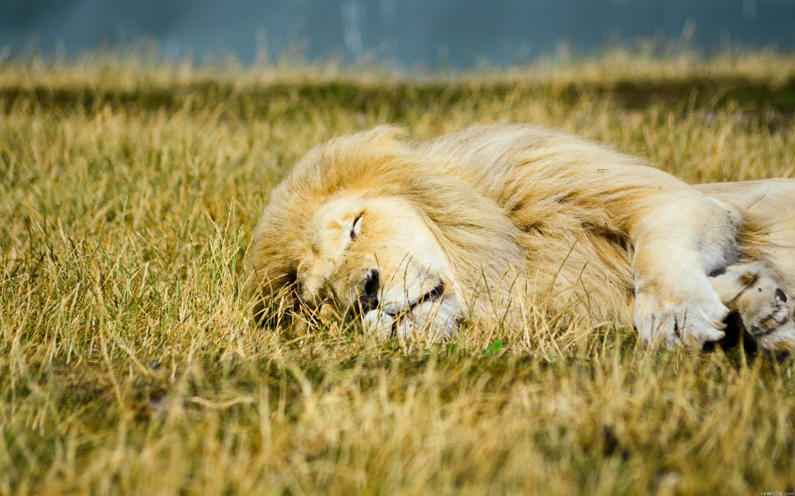 Lion sleeping in grass