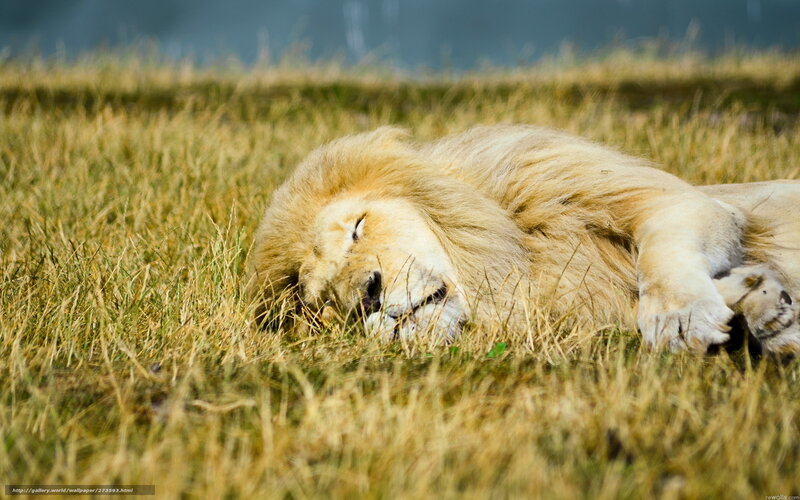 Lion sleeping in grass