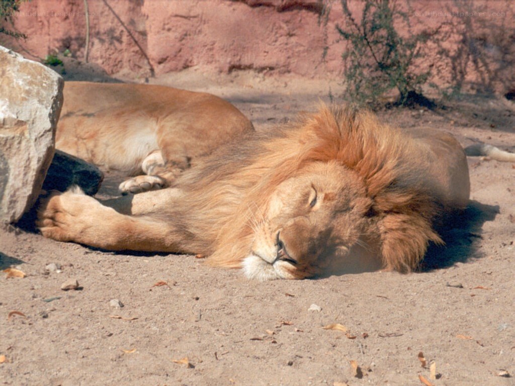 Lion sleeping in the sun