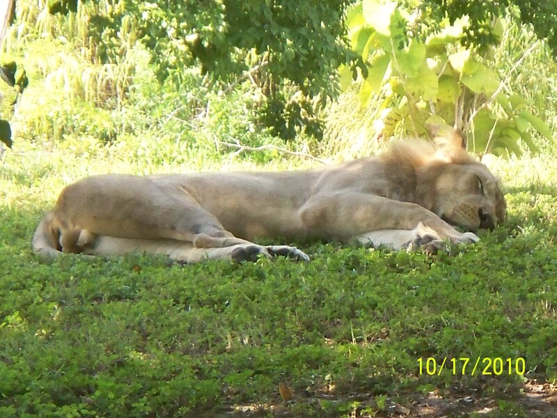 Lion Sleeping on Grass — Green