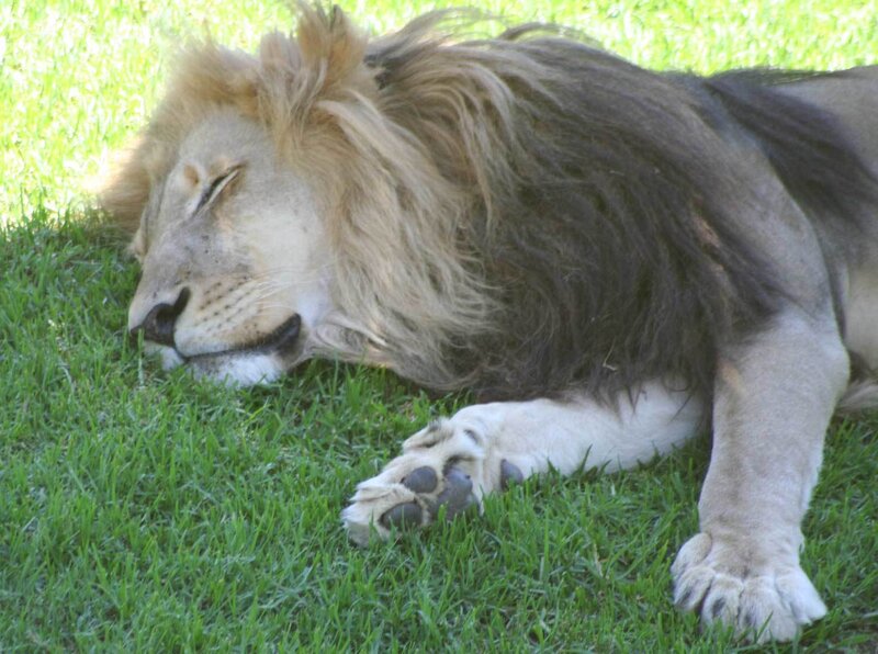Lion sleeping on grass