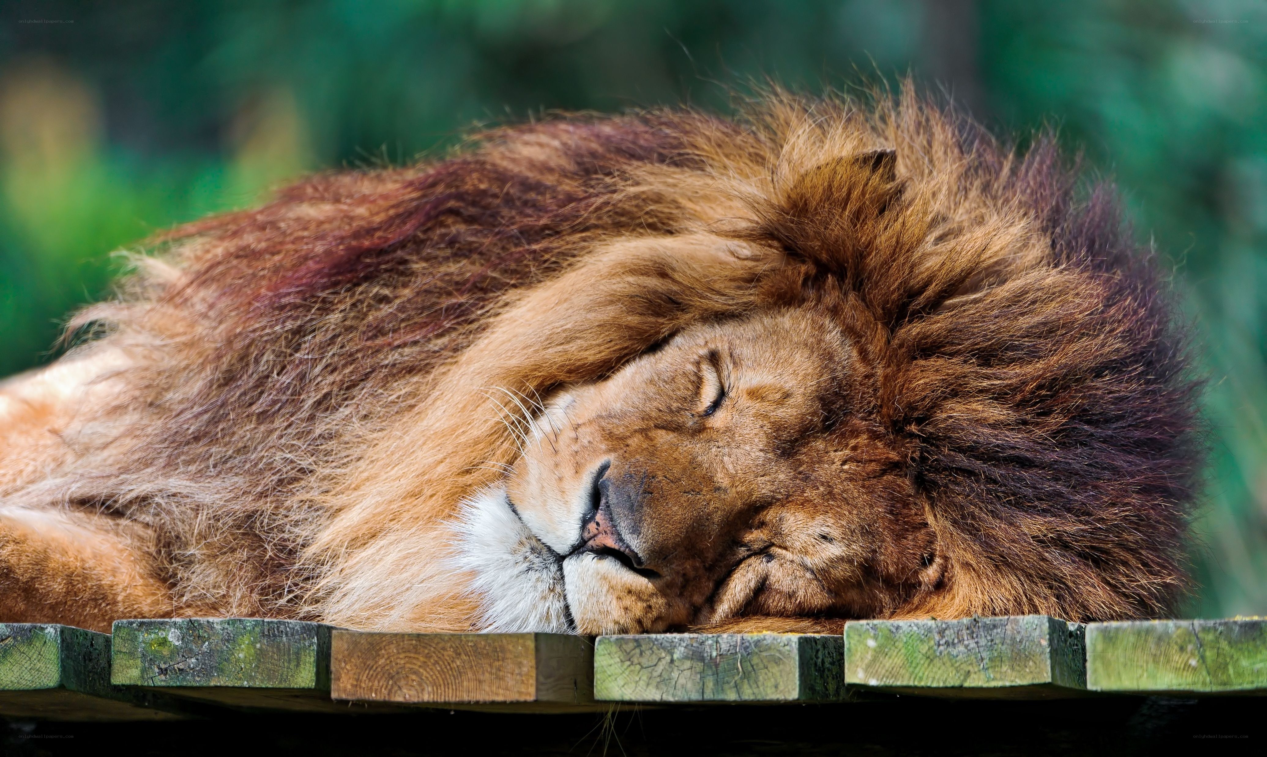 Lion sleeping peacefully