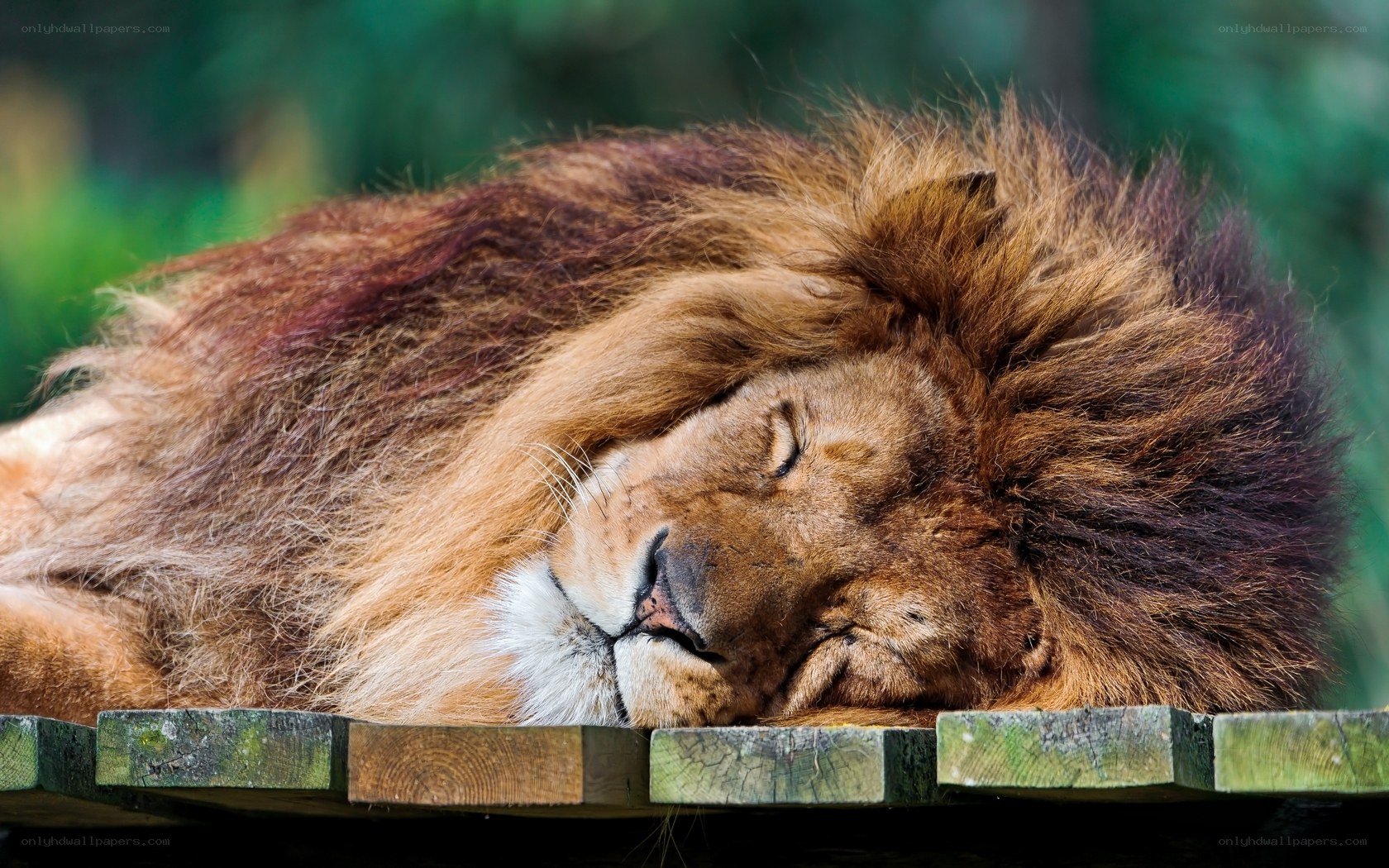 Lion sleeping peacefully