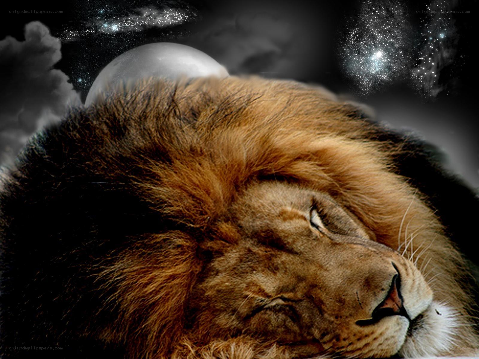 Lion sleeping under stars