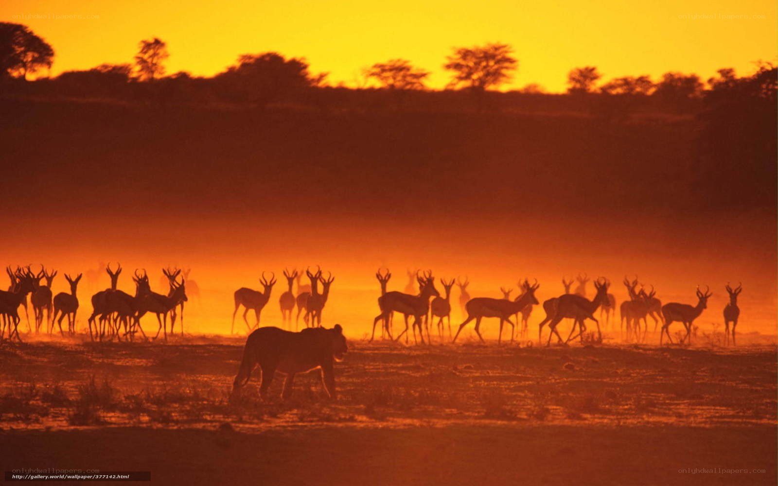 Lion stalking antelope at sunset