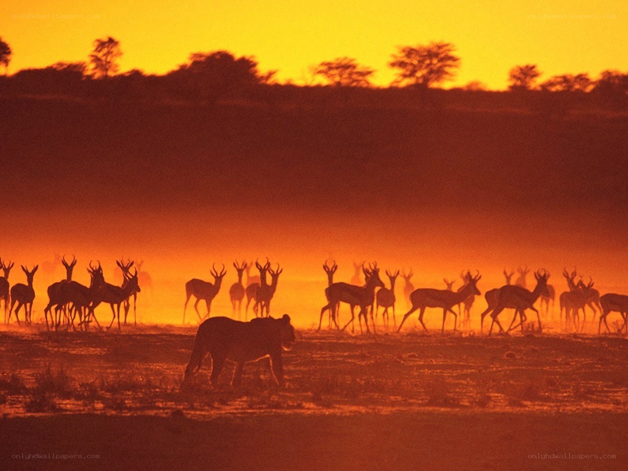 Lion stalking antelope at sunset