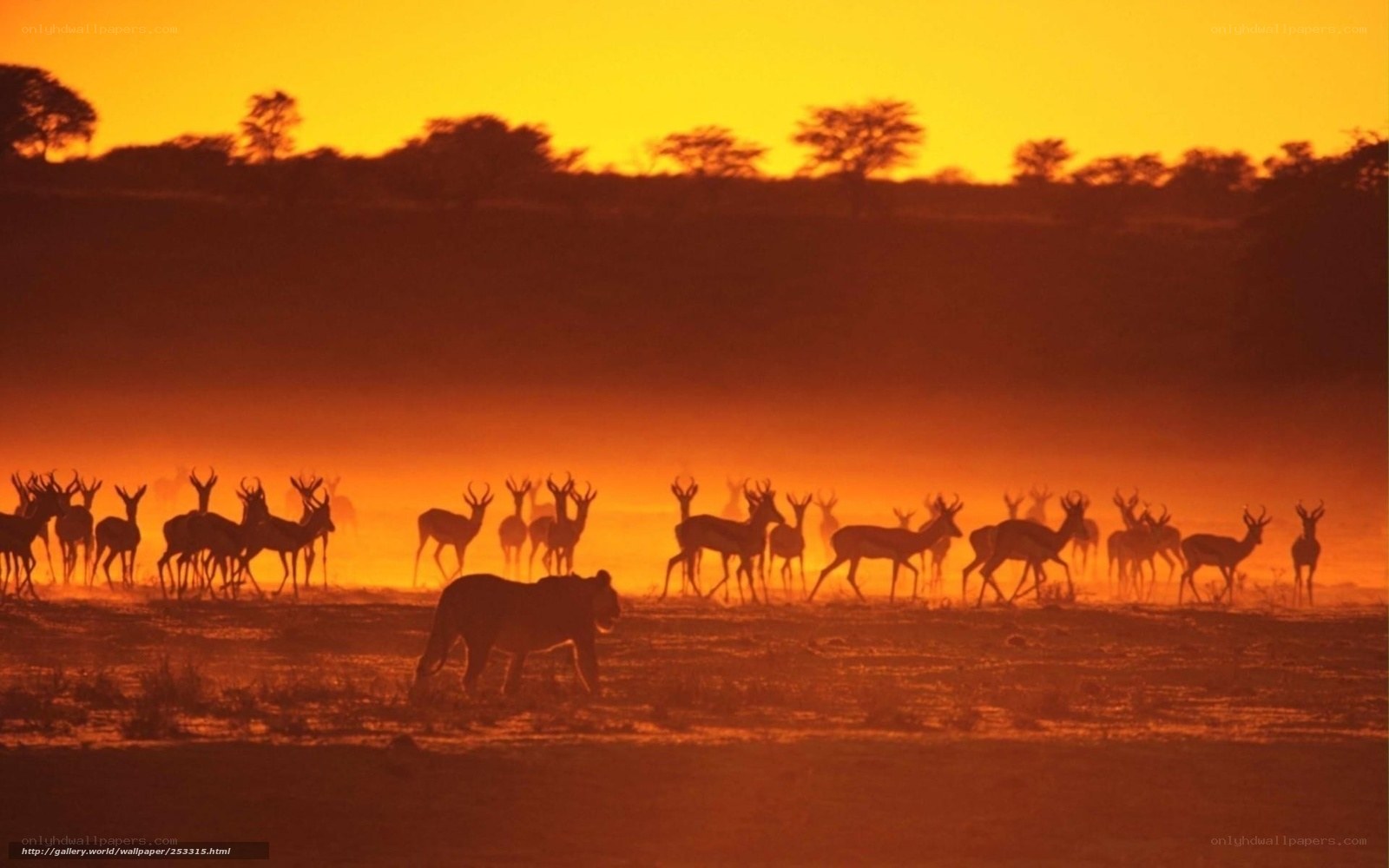 Lion stalking antelope at sunset