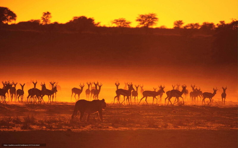 Lion Stalking Antelope Herd — Orange