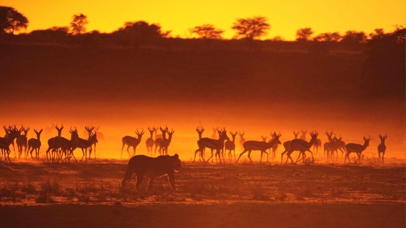 Lion Stalking Antelope Herd