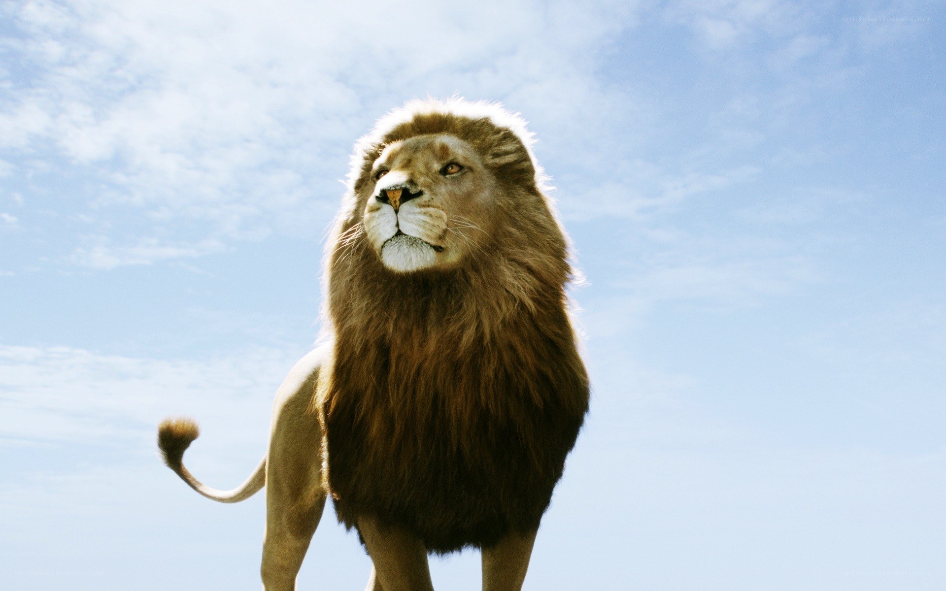 lion standing against blue sky