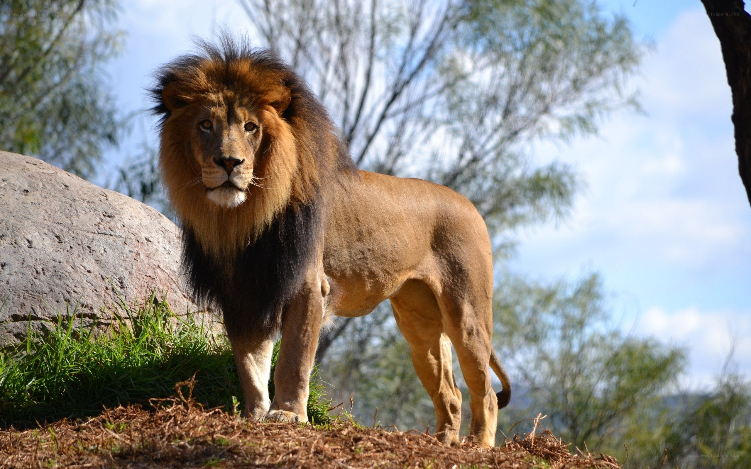 Lion standing on a hill