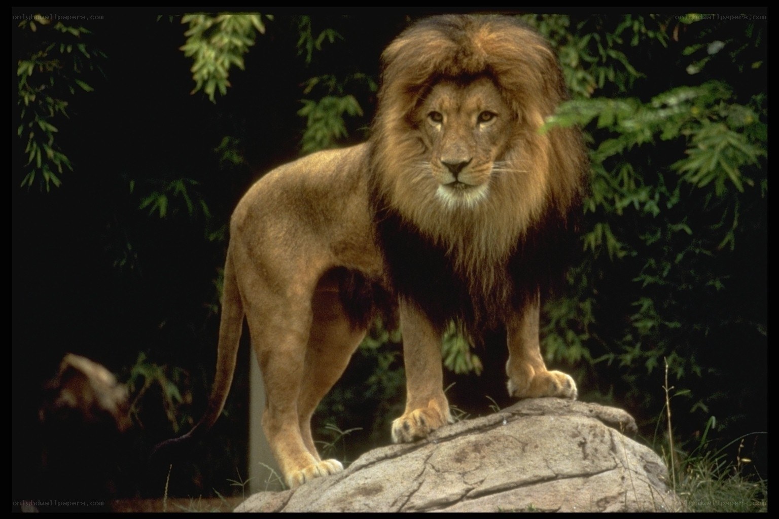 Lion standing on a rock