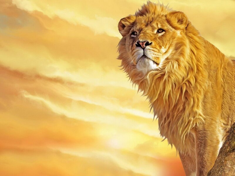 Lion Standing on Rock — Yellow, Dramatic