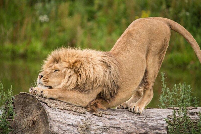 Lion stretching on log