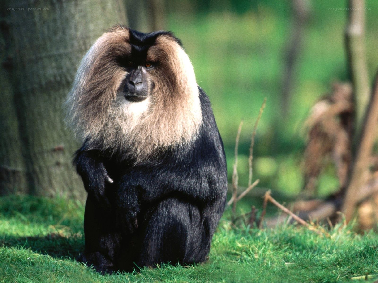 Lion-tailed macaque in forest