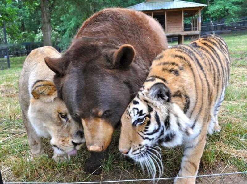 Lion Tiger Bear Trio