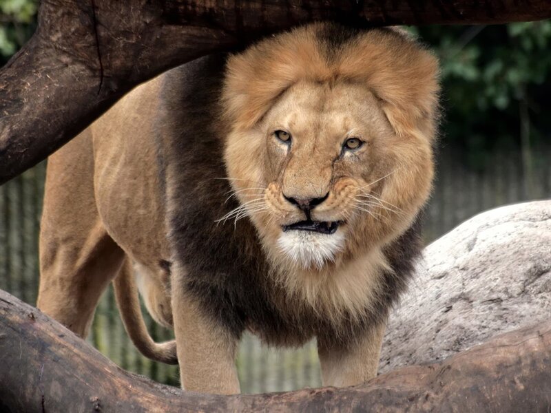 Lion under a tree branch