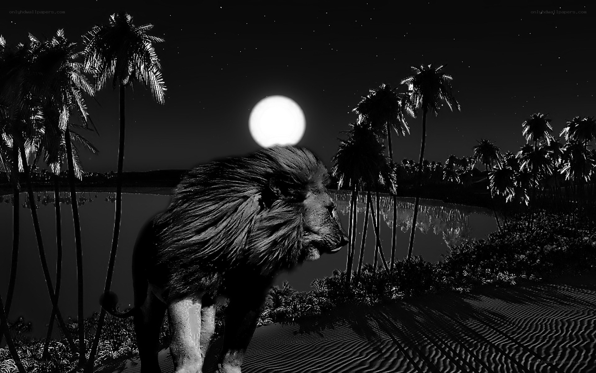 Lion under moonlit sky