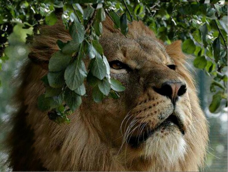 Lion under Tree Branches
