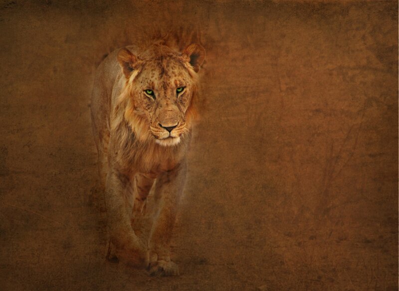 Lion Walking Forward