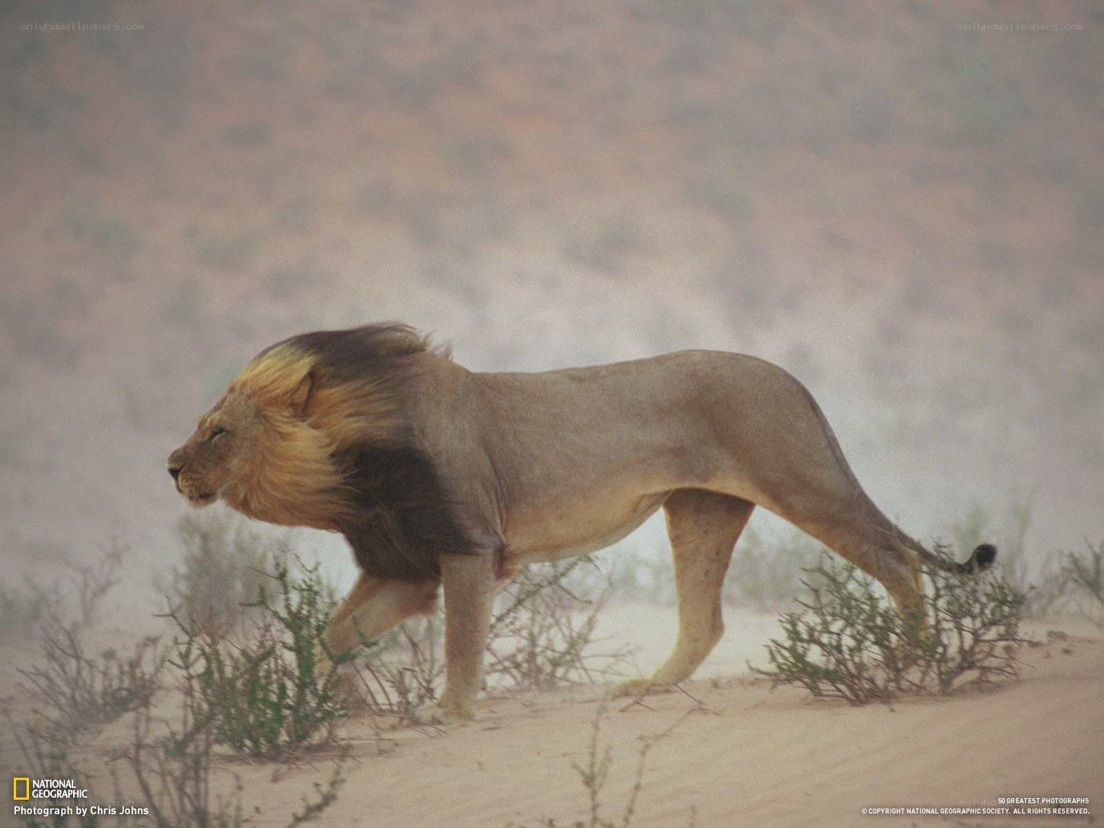 Lion walking in desert