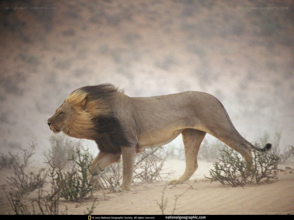 Lion walking in desert