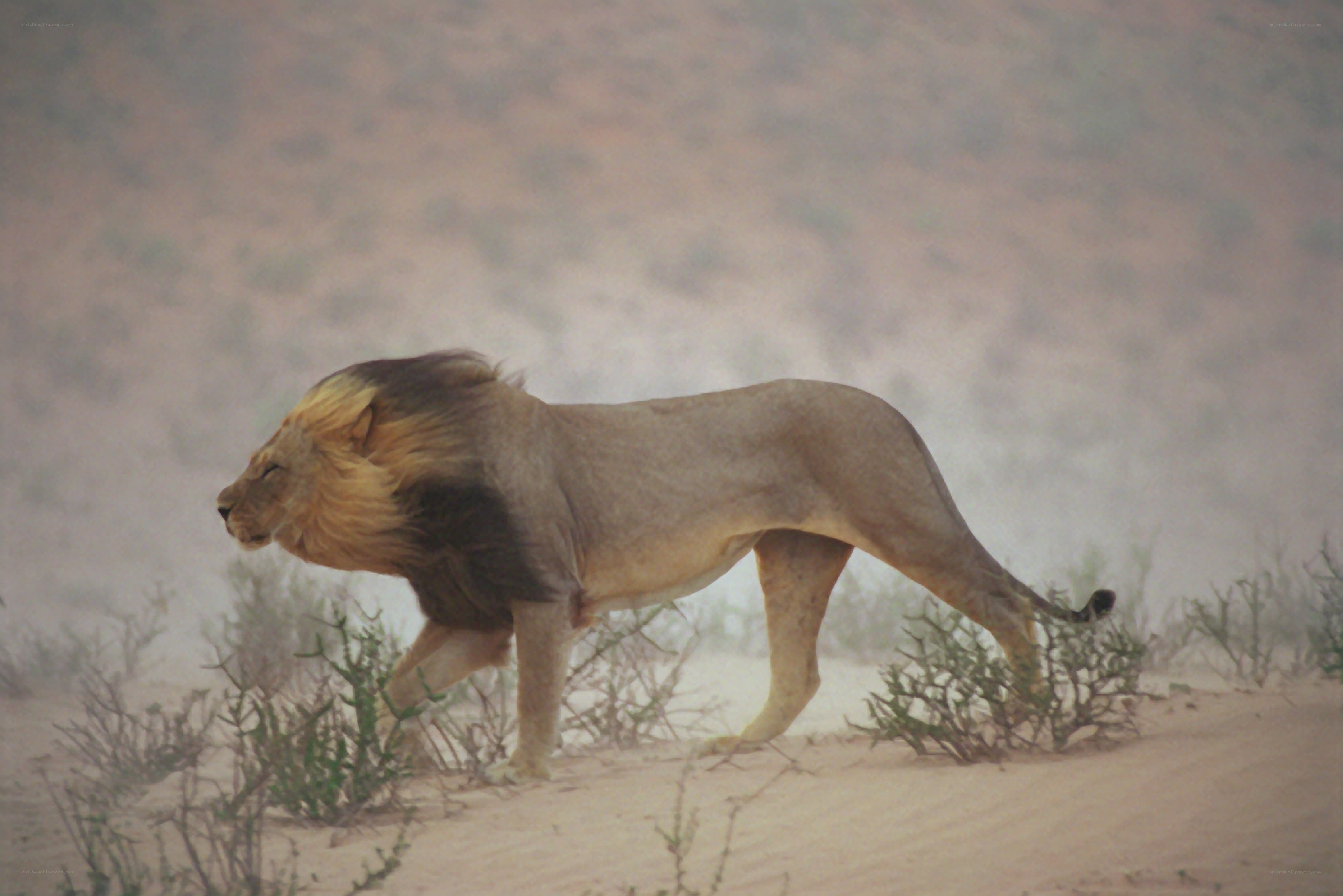 Lion walking in desert