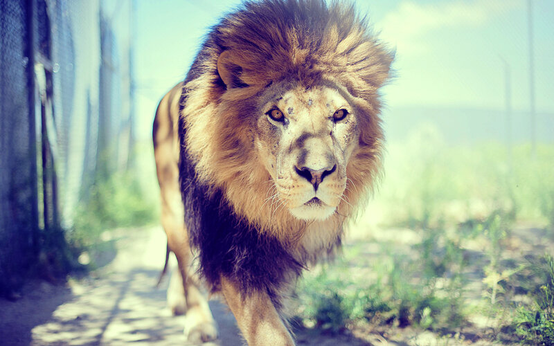 Lion walking in enclosure