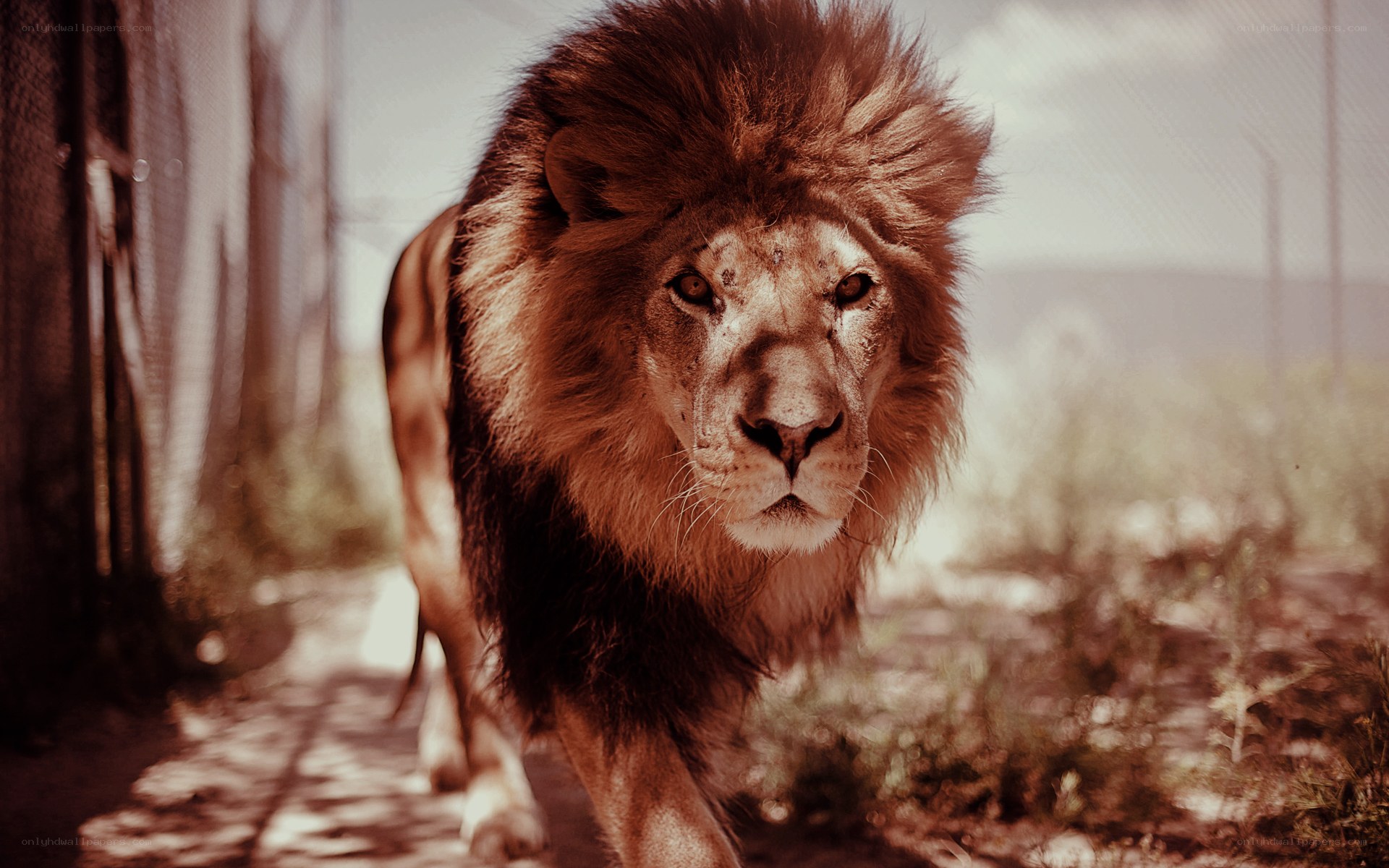 Lion walking in enclosure